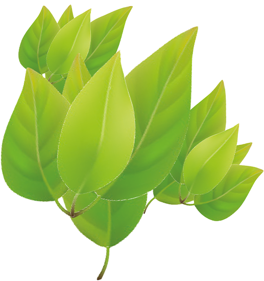 LALINO Blätter links