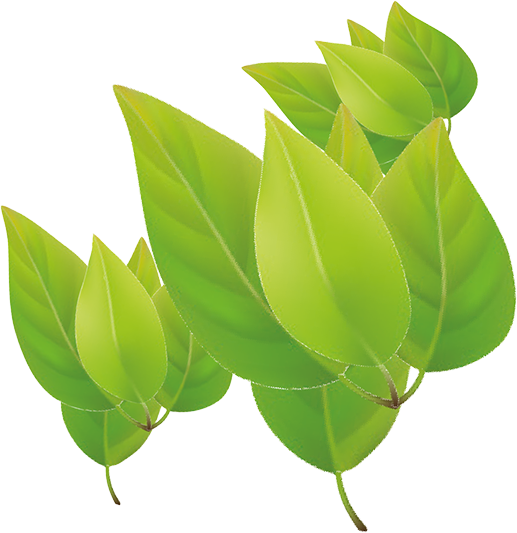 LALO Blätter rechts